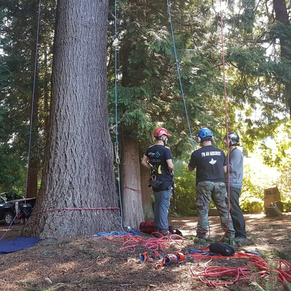 Three men stood at base of large tree